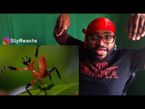 REACTION | 10 CRAZIEST ANIMAL FIGHTS CAUGHT ON CAMERA