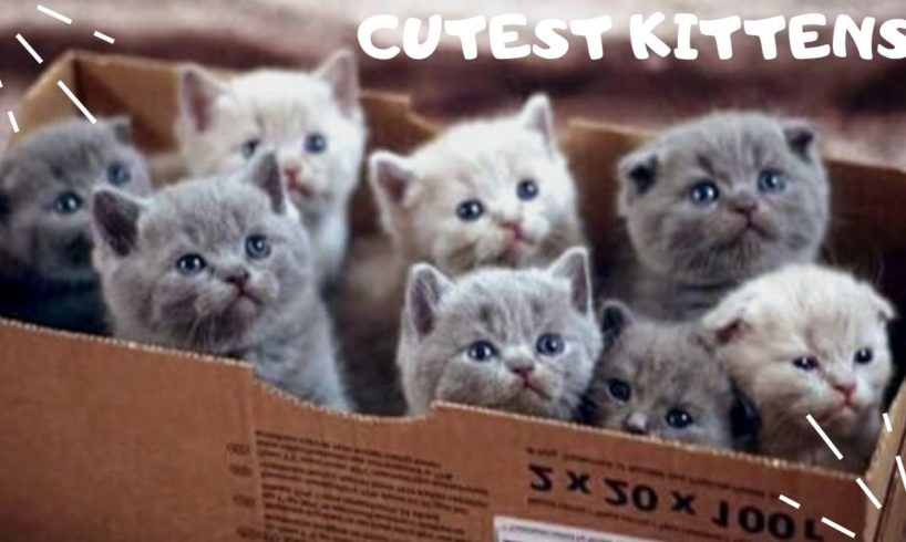 Cutest Kittens Compilation 2020 | Funny and Best Kitten Videos EVER | Kittens watch television!