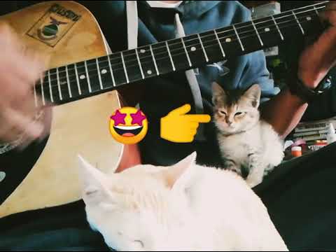 Cutest kitten listening guitar and falling asleep