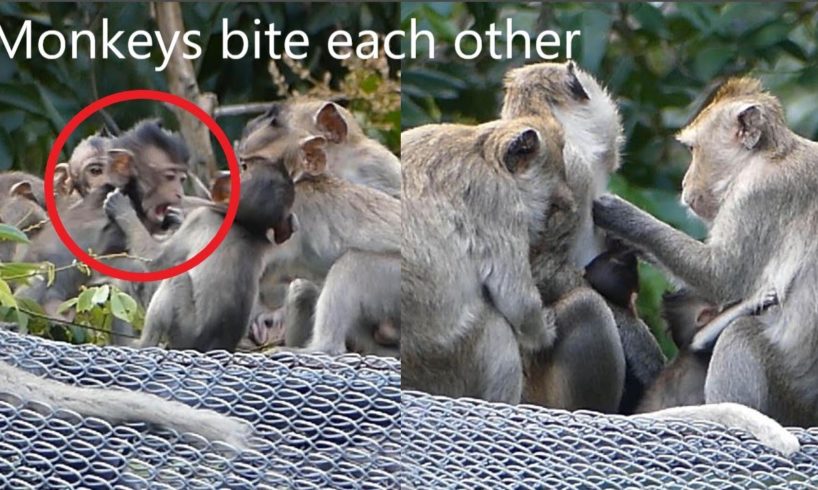 Groups Smart monkey are playing all together  [ Natural Animals ]