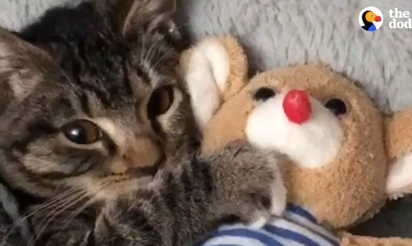 Kitten Has The Cutest Bedtime Routine | The Dodo