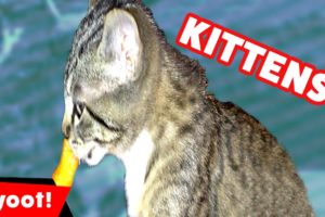 The Cutest Kittens Funniest Moments & Bloopers of 2016 Weekly Compilation | Kyoot Animals