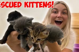 WE RESCUED 4 KITTENS & THE MOMMA CAT! *CUTE ANIMALS*