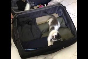 kitten loves playing everywhere even inside a suitcase ?