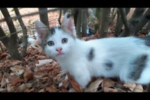 Kittens with the cutest and most beautiful eyes.