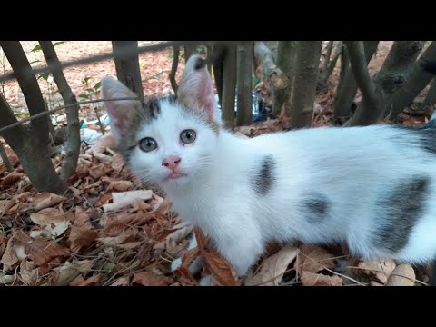 Kittens with the cutest and most beautiful eyes.