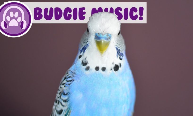 Music for Budgies! Relax Your Anxious or Restless Budgie with Music!