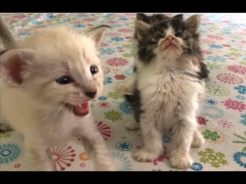 Siamese Kitten Is Blind & Emaciated Kitten Is The Boss - #8 - Cutest Kittens