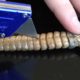 What's inside a Rattlesnake Rattle?