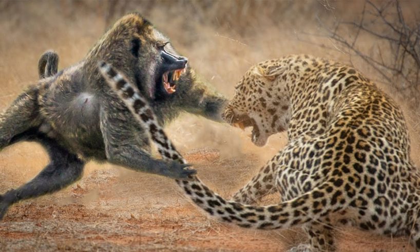 10 Deadliest animal fights