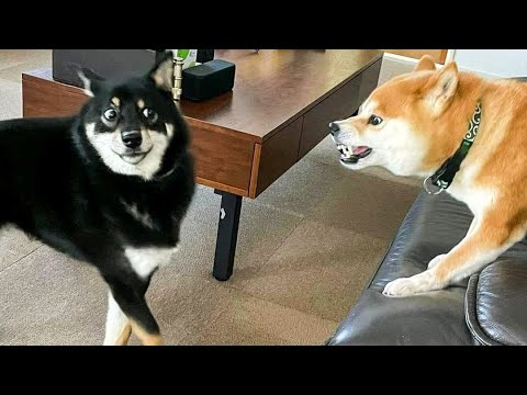 Funniest Animals ? - Funny animal videos can't help but laugh 2021 ? - Cutest Animals Ever