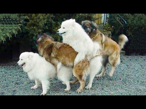 Funniest Animals Ever ? - Awesome Funny Animals' Life Videos - Funniest Pets ?