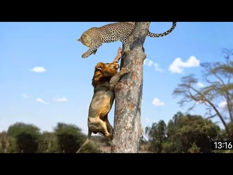 Lion vs Leopard - Most Amazing Moments Of Wild Animal Fights - Wild Discovery Animals 2021