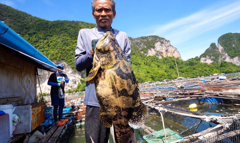 6.5 kg. TIGER GROUPER!! Fishing Thai Food + Grape Seaweed in Krabi, Thailand!