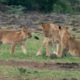 A lioness is a pride animal ||  Playing with Cubs