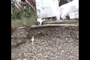 Amazing Cat Rescues Puppy From Ditch In India