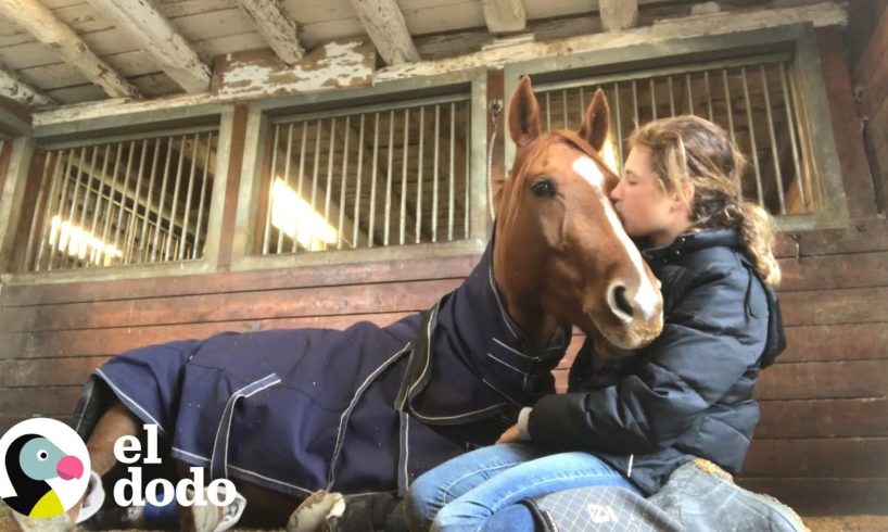 Caballo salvaje aprende a confiar en los humanos I El Dodo