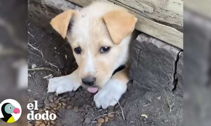 Cachorra le indica a su rescatista dónde están sus hermanitos I El Dodo