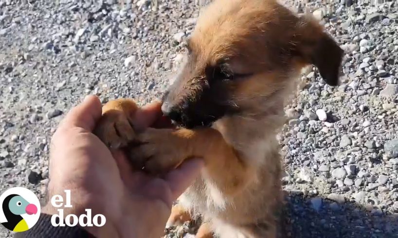 Cachorro abandonado en el medio de la nada es rescatado por un extraño I El Dodo