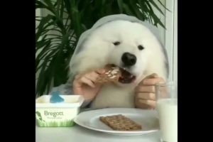 Cute puppies doing lunch and dinner in unique style