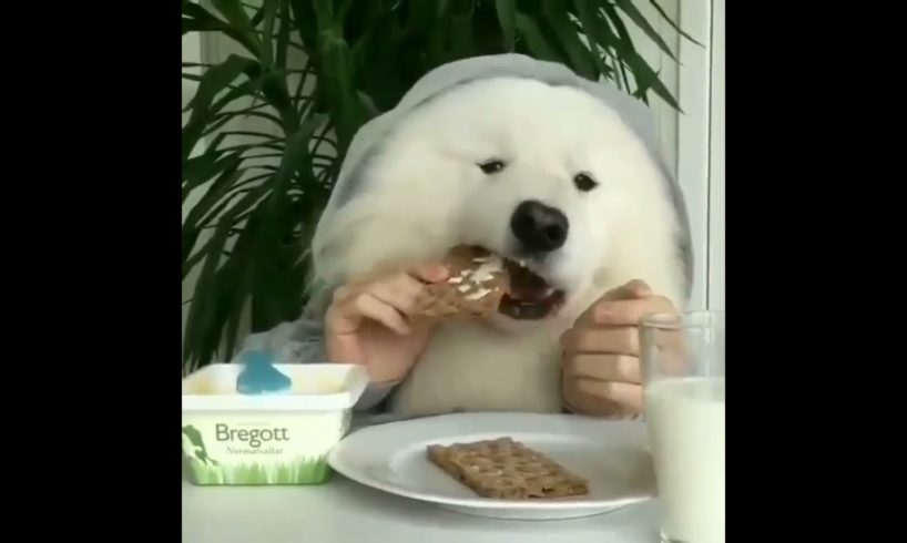 Cute puppies doing lunch and dinner in unique style