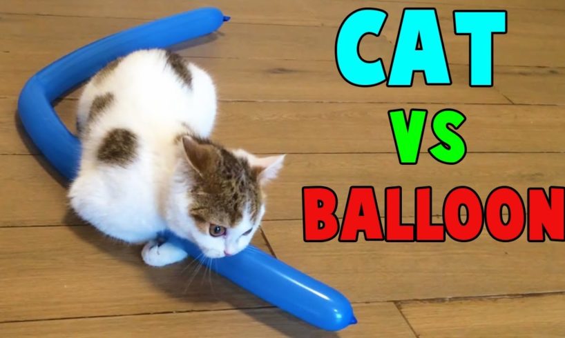 Cutest Cats vs Balloon Funny Cats Playing with Balloon by Animals TV