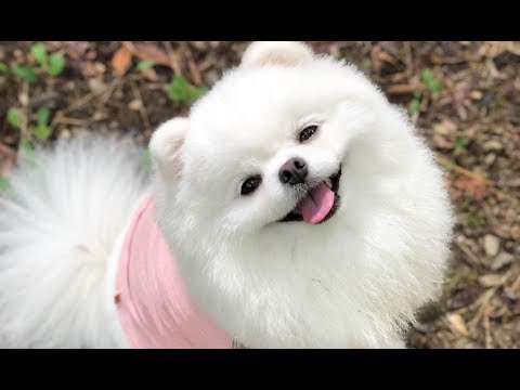 Cutest Pomeranian Barking Compilation