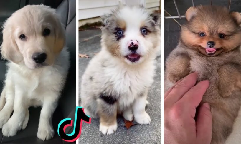 Cutest Puppies on TikTok ~ Doggos Doing Funny Things TIK TOK ~ 2021