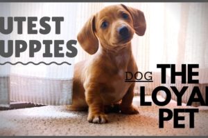 Cutest puppies |  Footages of The loyal animal | facts