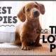 Cutest puppies |  Footages of The loyal animal | facts