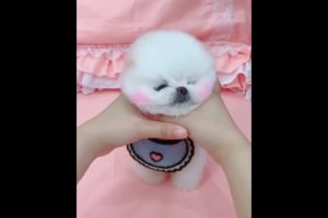 Cutest puppy ever seen ?|| I was busy thinking about boys || #shorts