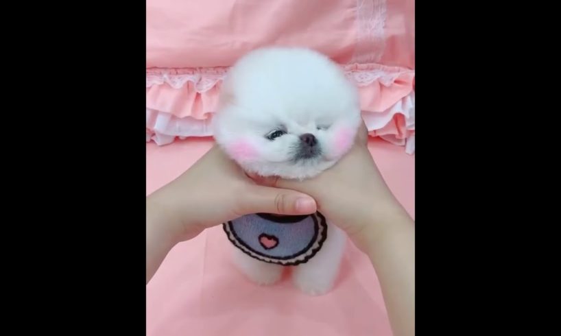 Cutest puppy ever seen ?|| I was busy thinking about boys || #shorts