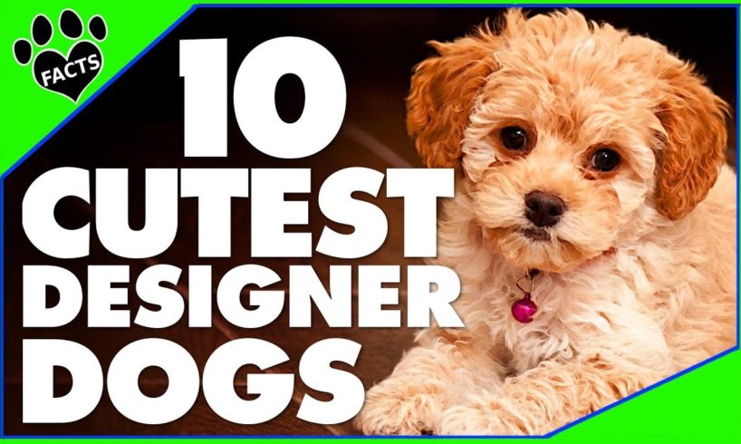 Designer Dogs 101: Today's Most Adorable Designer Dog Breeds Cutest Dogs