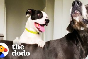 Dog's Best Friend Caught On Camera Sneaking Over To Play | The Dodo