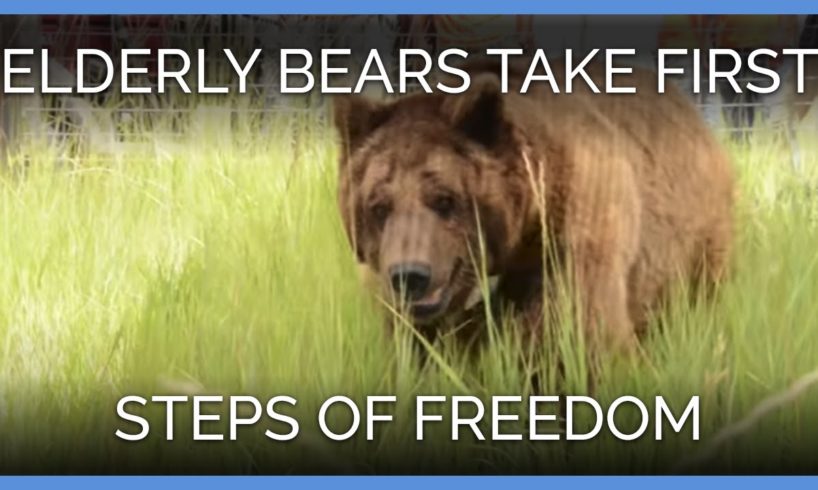 Elderly Bears Take First Steps of Freedom | PETA Animal Rescues