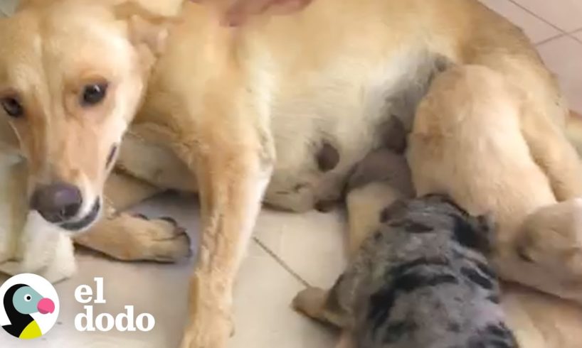 Esta perrita es la mamá más valiente del mundo I El Dodo