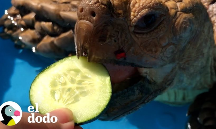 Esta tortuga ama sus días de spa | El Dodo