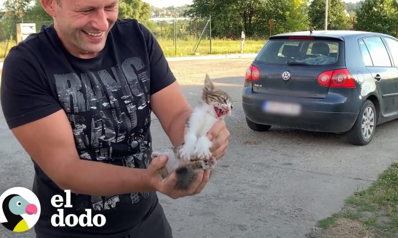 Gatito abandonado es rescatado y le encuentran un nuevo hogar | El Dodo