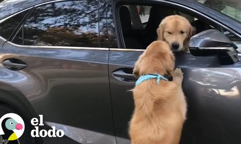 Golden Retriever mejores amigos no pueden estar separados I El Dodo