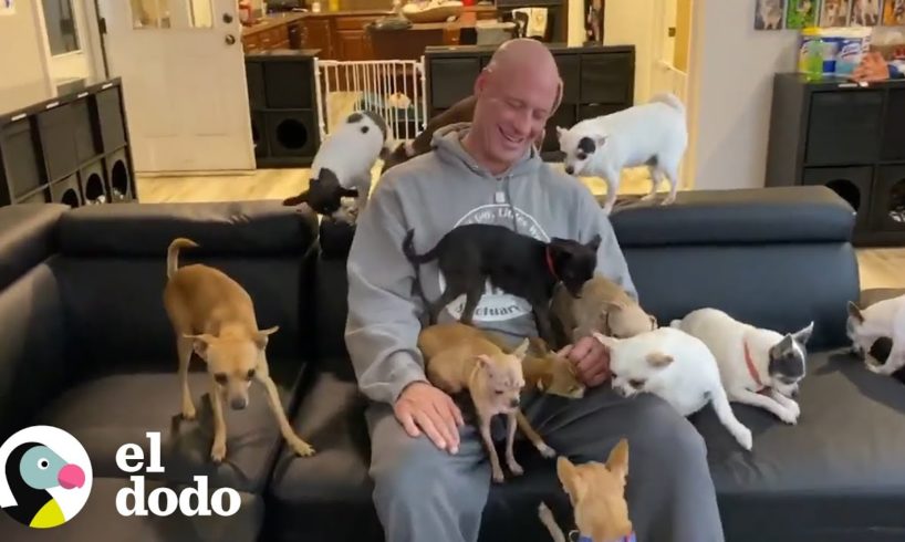 Hombre ama rescatar Chihuahuas abandonados I El Dodo