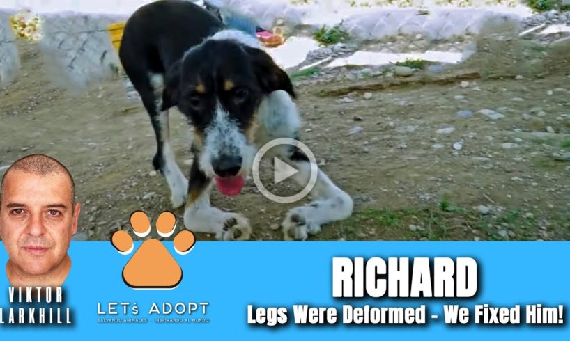 Hope Rescues Dog With Twisted Front Legs Named Richard - @Viktor Larkhill Extreme Rescue