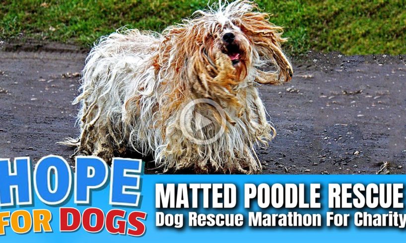 Hope Rescues Matted Poodle After Crazy Chase!