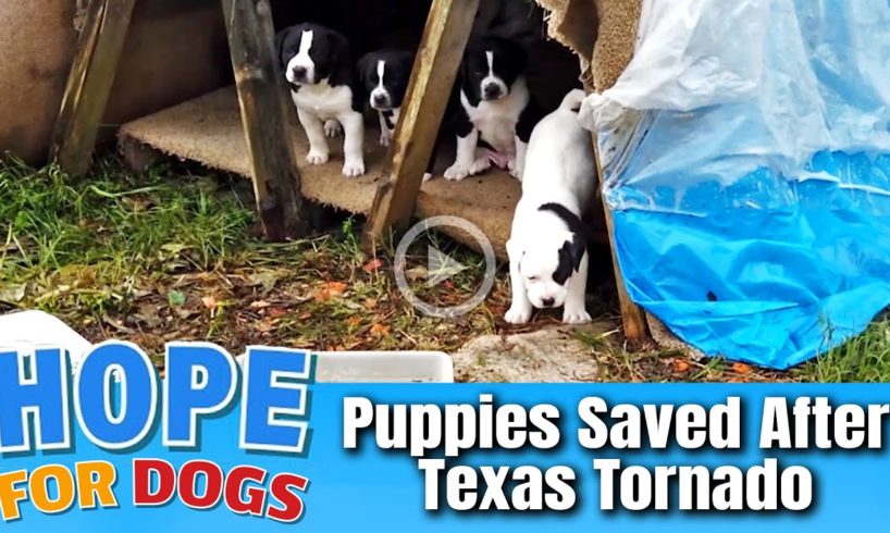 Hope Rescues Puppies From Texas Tornado - Forgotten Dogs Rescue