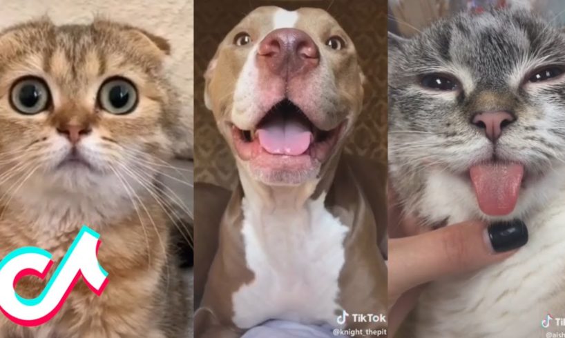 I found more of the Cutest Pets on Tik Tok for you ?