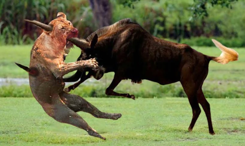 Lion is haunted by the onslaught of Wildebeests -The Giraffe kick almost knocked out the clumsy Lion