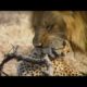 Lion vs Leopard - Most Amazing Moments Of Wild Animal Fights - Wild Discovery Animals 2021