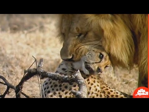 Lion vs Leopard - Most Amazing Moments Of Wild Animal Fights - Wild Discovery Animals 2021