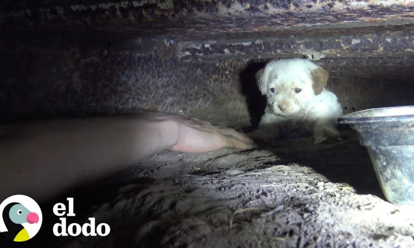 Mamá es rescatada con todos sus cachorros  I El Dodo