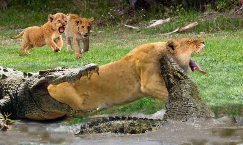 Mother Lion sacrifices himself to Save 2 Lion Cub across river - Crocodile is King River, Lion Lose