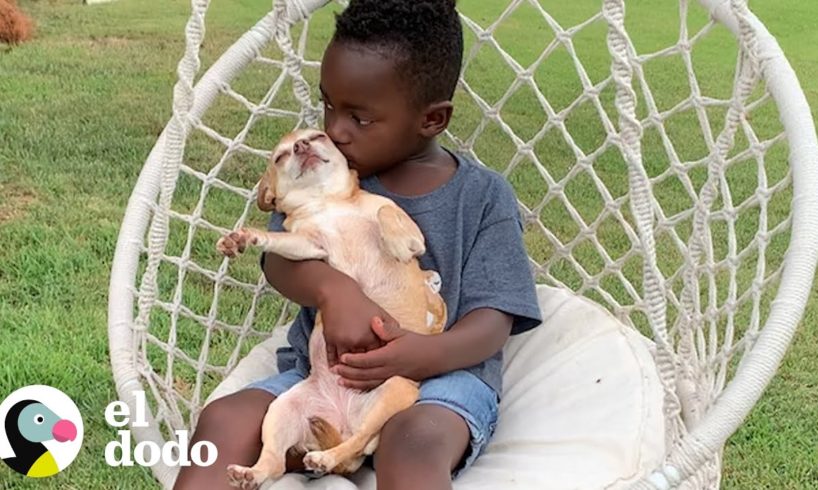 Niño y su Chihuahua de 13 años hacen todo juntos I El Dodo